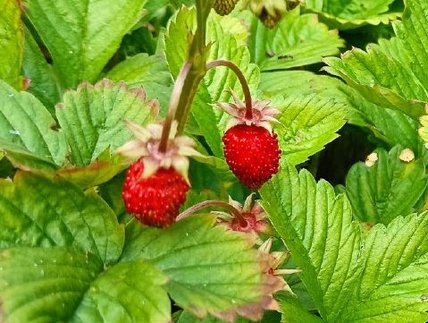 Anh und Ngan: Es hat uns wirklich überrascht, wie viel aus einem kleinen Stück Garten geerntet werden kann. Durch das Projekt haben wir einen Einblick bekommen, wie viele Ressourcen bei der Produktion jedes einzelnen Gemüsestücks verbraucht werden und wie wichtig es ist, nicht nur nachhaltig zu konsumieren, sondern auch nachhaltig zu produzieren. AnhGarten