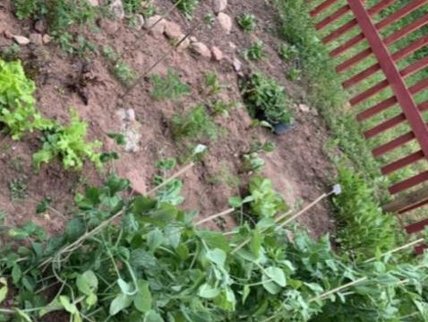 Katrin: Im Mai/Juni begann die Gartensaison, wobei ich das Glück hatte ein Beet zu bekommen, um dieses zu bepflanzen. Zuerst musste das Beet umgegraben und Wege gelegt werden. Dann konnte es losgehen. Ernten konnte ich sehr viel Salat, rote Rüben und Karotten. Auch Sommerblumen für die Bienen durften nicht fehlen. Die Erfahrung war sehr cool, vor allem da man sich gegenseitig ausgeholfen hat und auch ein Picknick im Garten organisiert wurde, wo man alle besser kennenlernen durfte. KatrinGarten